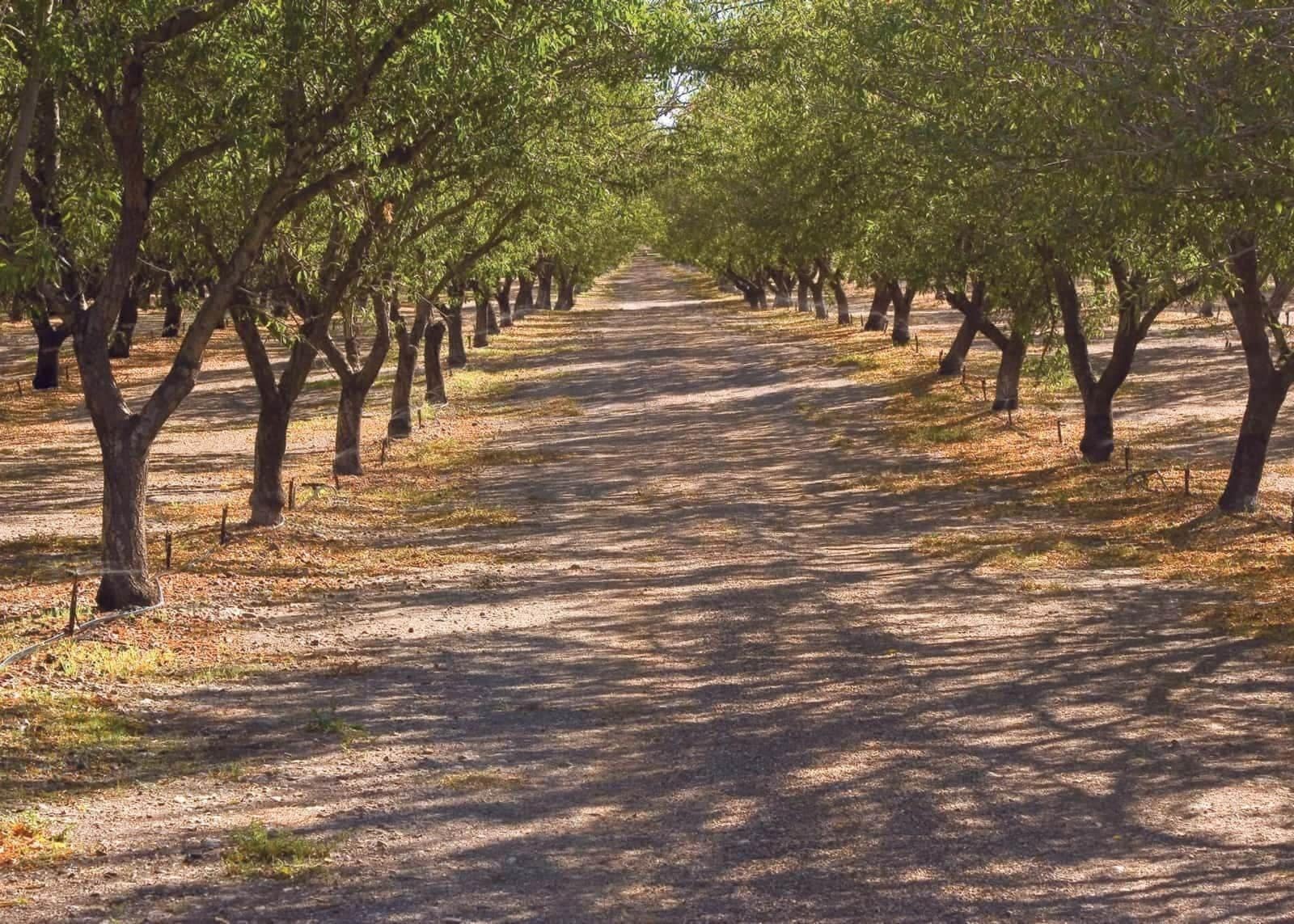 Almond orchard rows with microirrigation lines