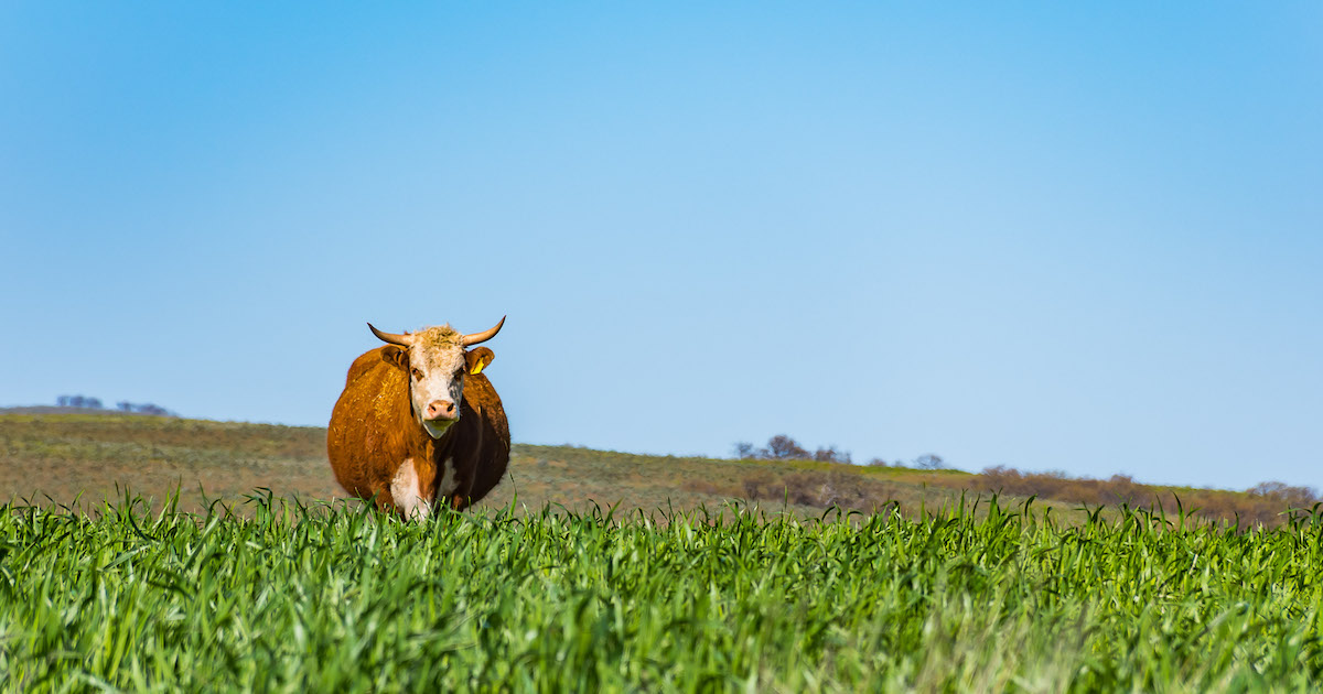 Cover image showing a cow, representing agriculture's impact on emissions